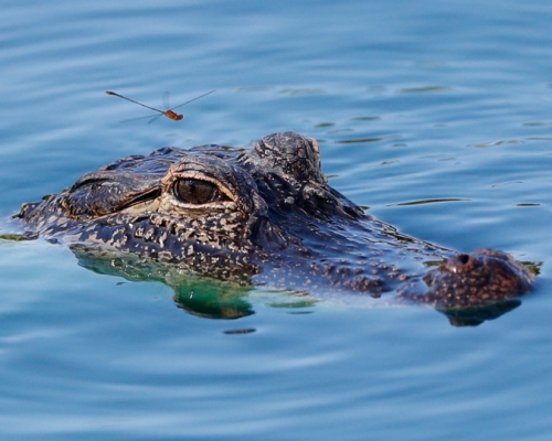 目前還無法確定冰毒會對鱷魚造成什麼影響。 AP/示意圖