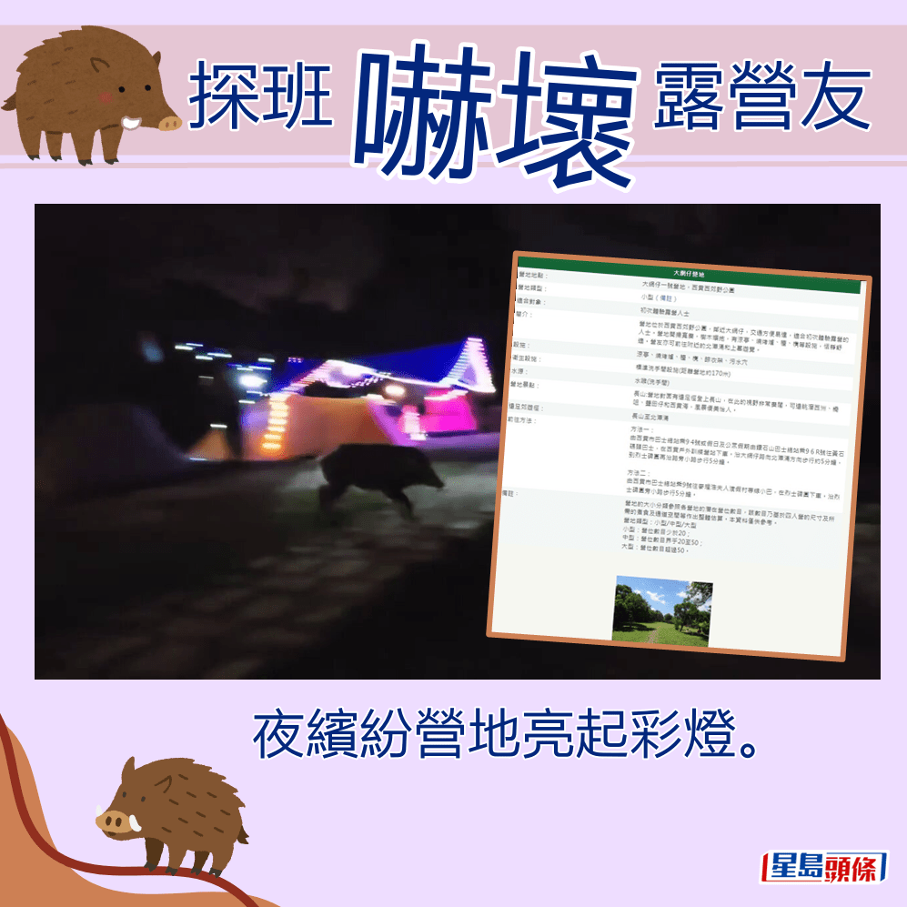 夜繽紛營地亮起彩燈。fb「香港人露營分享谷」截圖及漁護處截圖