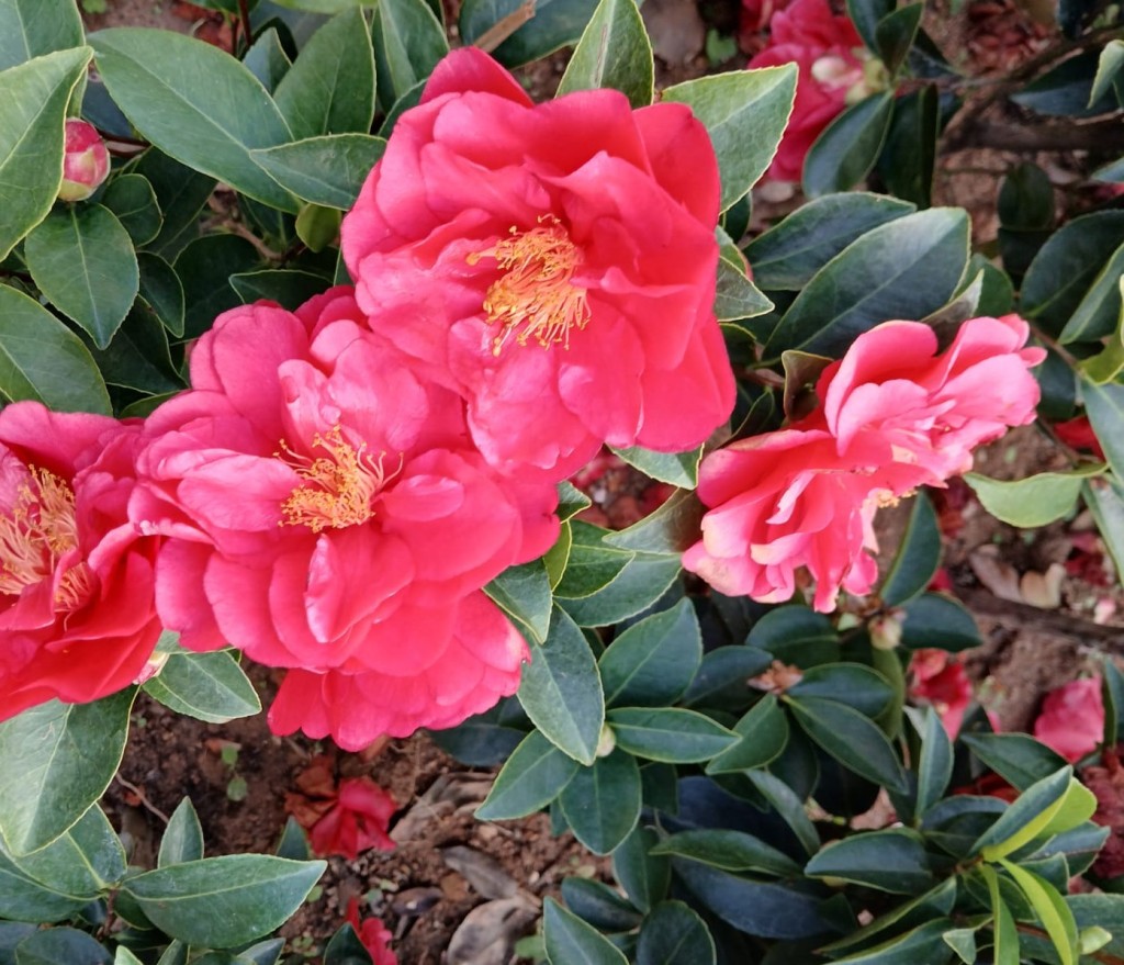 春和景明，茶花滿枝頭。多個公園之前悉心栽種的茶花近日盛開燦爛。