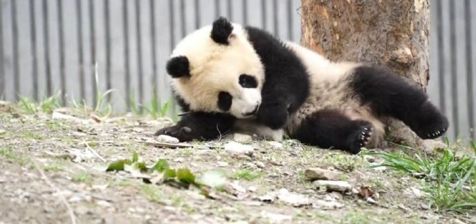 2022年6月21日出生于熊猫中心卧龙核桃坪基地的雌性大熊猫「青糍」。 