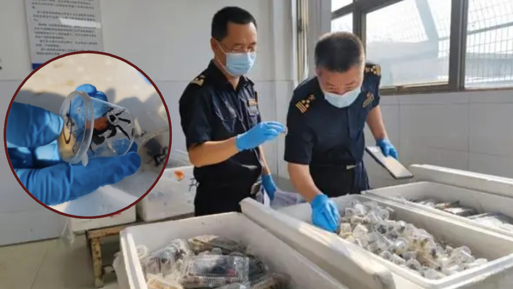 廣州海關查獲違規進口外來生物「惡魔蟹」,共5380隻。