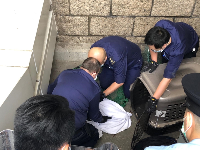 愛協人員用毛巾包裹野豬將其放置在籠內。