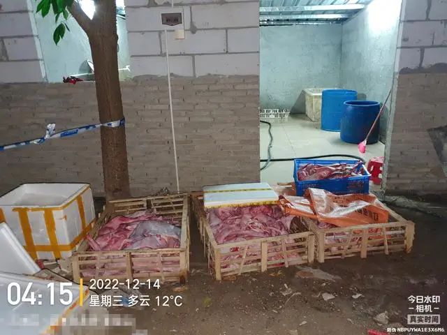 廣東佛山，屠宰現場的貓肉。網圖