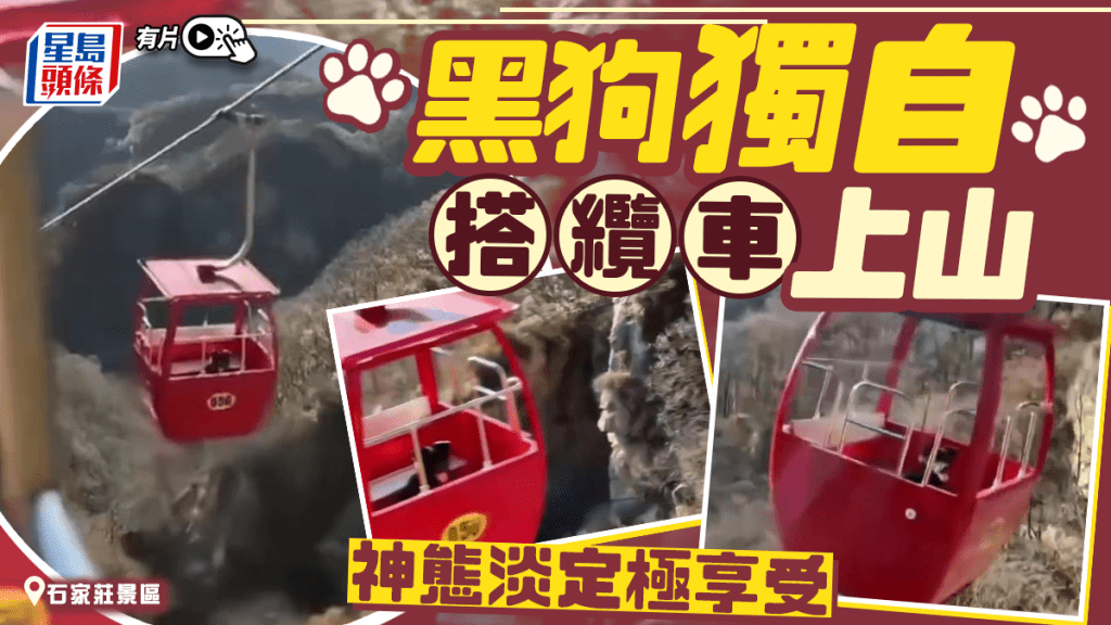 黑狗淡定独自搭缆车上山 石家庄景区：识路偷偷上车｜有片
