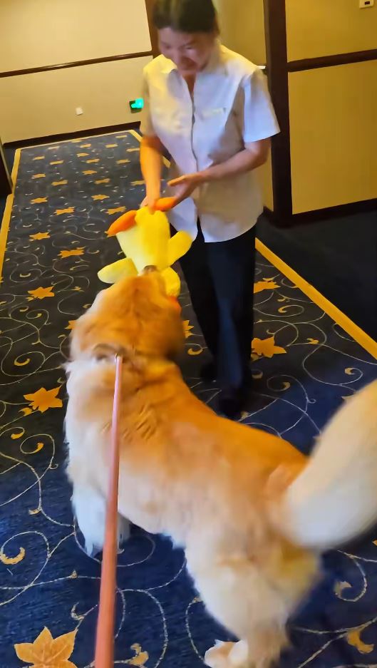 酒店同時歡迎狗主帶寵物入住。小紅書