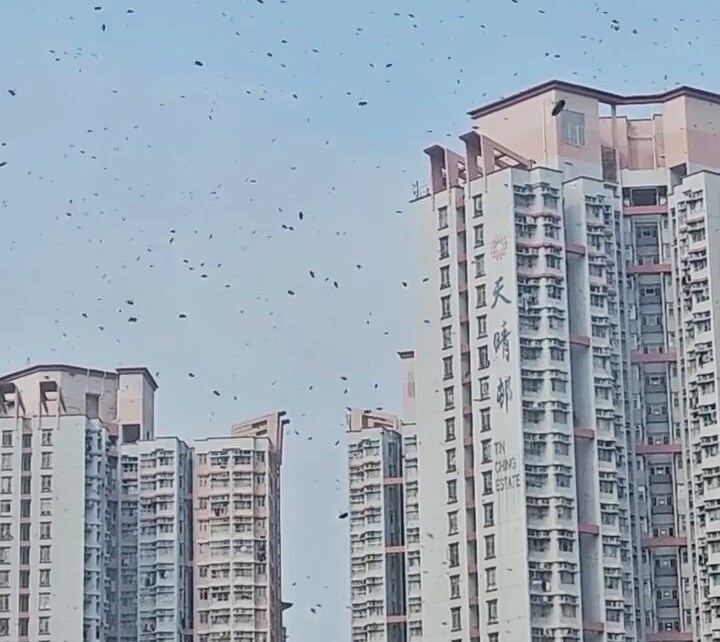 網民:烏蠅定蜜蜂?fb「天水圍街坊鄰里」截圖 網民:烏蠅定蜜蜂?fb「天水圍街坊鄰里」截圖