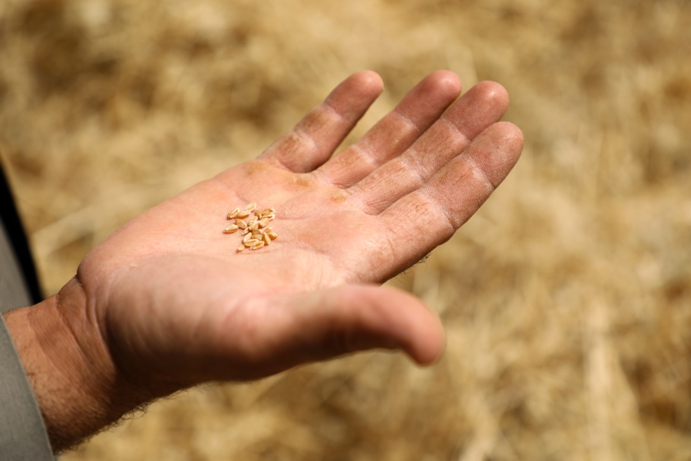 ●小麦产量除了低于往年，小麦簇中的小麦籽粒也比往年减少。