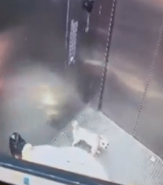 另一小狗受驚跑到電梯口。X@ChalavadiVinod 另一小狗受驚跑到電梯口。X@ChalavadiVinod