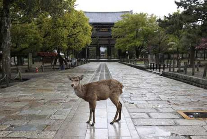 奈良東大寺、藥師寺、興福寺與唐招提寺等主要景點,周一起重新開放遊客入內參觀。資料圖片