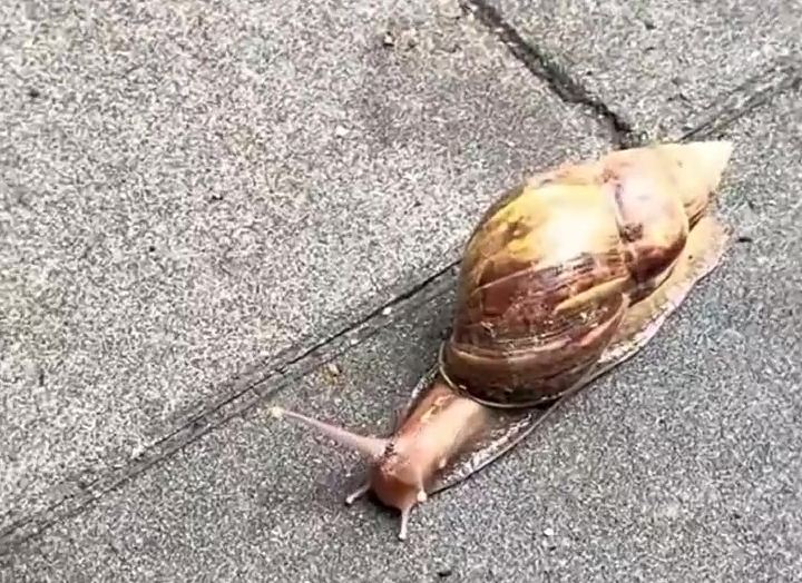 非洲大蜗牛雨后频现广东街头。 微博