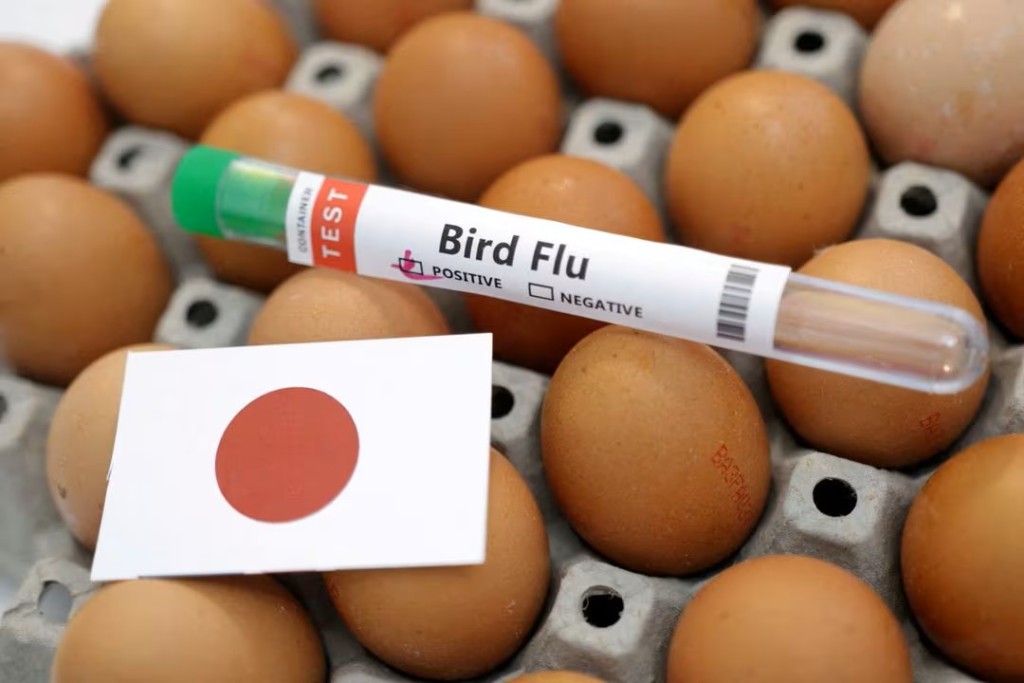 日本茨城养有鸡场爆发禽流感。路透社  
