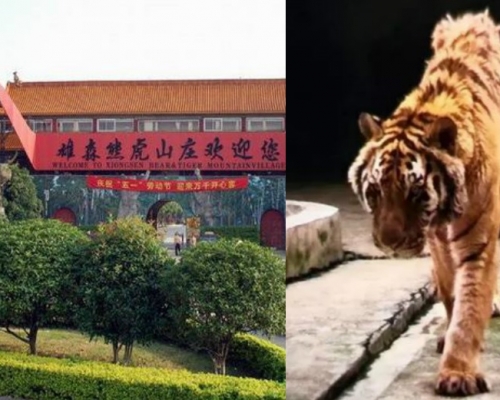 桂林雄森熊虎山莊發生老虎咬死飼養員事件。