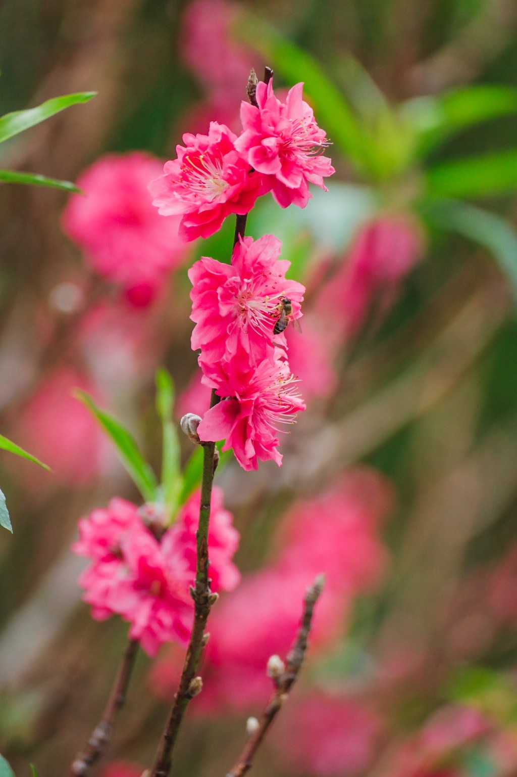 500棵桃花樹形成粉紅花海步道。（圖片來源：慈山寺）