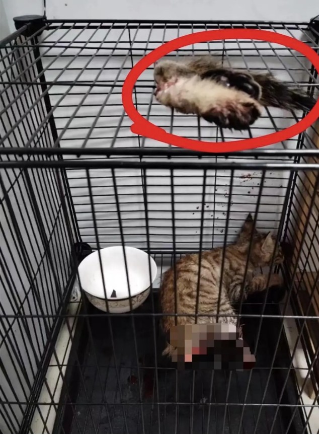 流传的图片显示铁笼中的猫咪四肢被砍下。网图