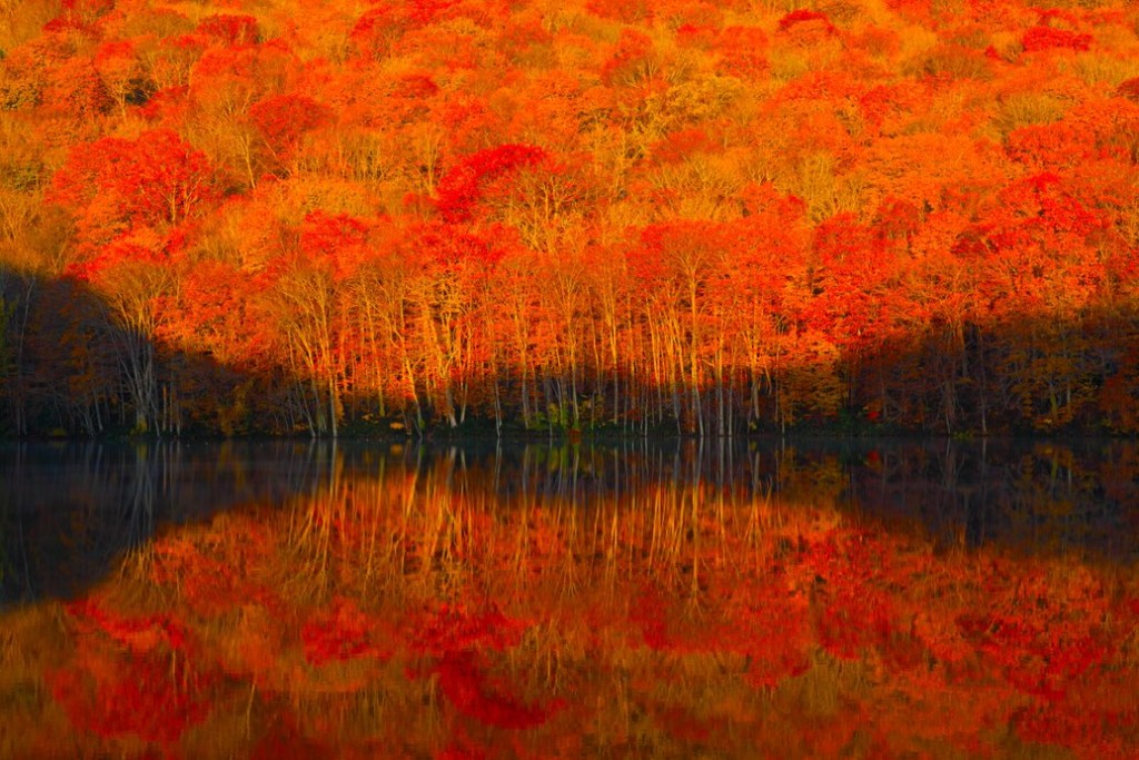 茑沼是青森县秋色的招牌景点之一。