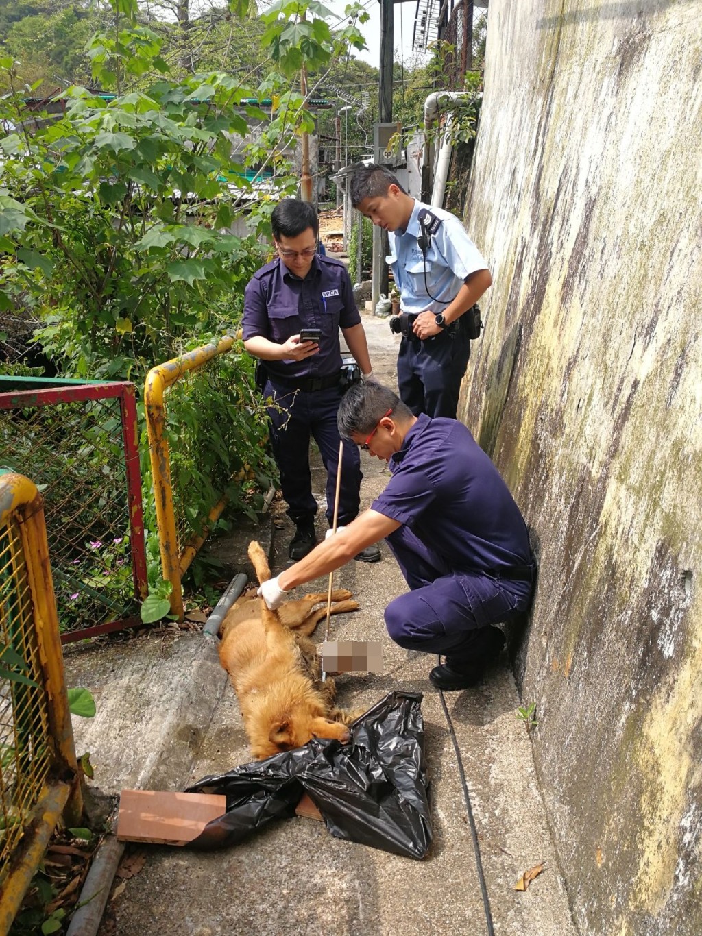 愛護動物協助人員到場調查。 梁峰國攝