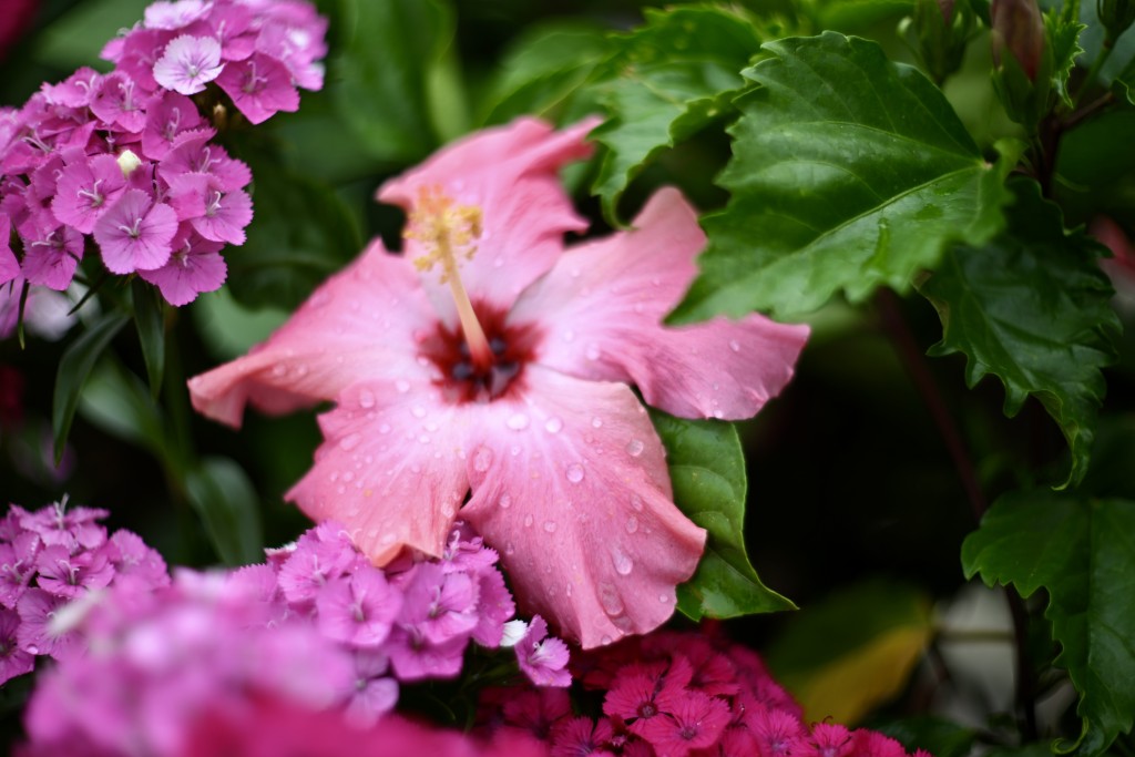 場內展出來自本地、內地和海外機構的盆栽、花藝擺設和園林造景。 場內展出來自本地、內地和海外機構的盆栽、花藝擺設和園林造景。