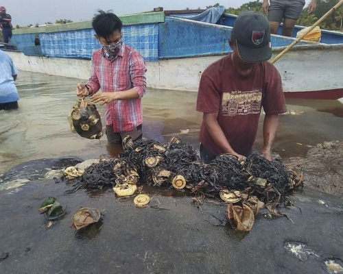 人員解剖時發現鯨魚的胃內,有接近6公斤塑膠垃圾。AP