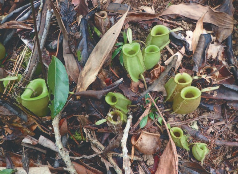 苹果猪笼草（Nepenthes ampullaria ）