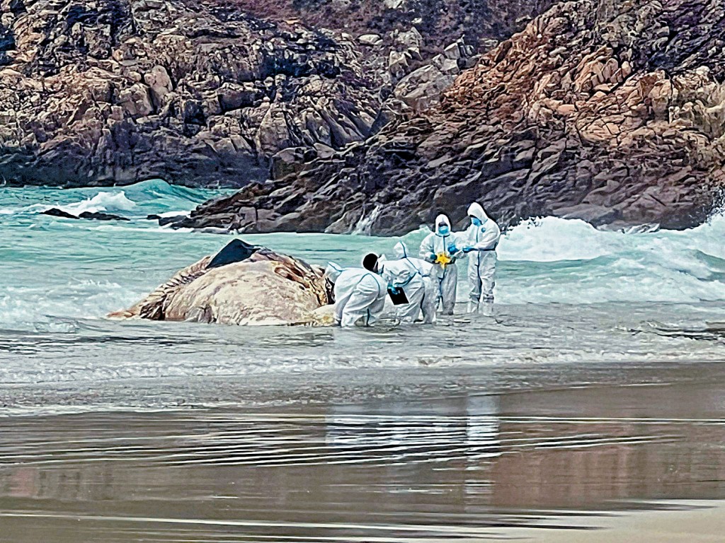 海洋公园保育基金和渔护署人员处理鲸鱼尸体。