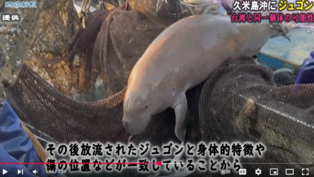 沖繩久米島近海日前發現的「美人魚」原型儒艮,與早前宜蘭發現的,疑是同一條。YT@琉球新報 沖繩久米島近海日前發現的「美人魚」原型儒艮,與早前宜蘭發現的,疑是同一條。YT@琉球新報