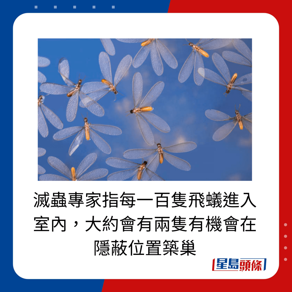 灭虫专家指每一百只飞蚁进入室内，大约会有两只有机会在隐蔽位置筑巢。