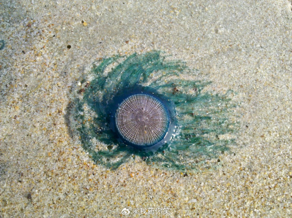 深圳大梅沙海灘近日出現有毒的銀幣水母。微博 深圳大梅沙海灘近日出現有毒的銀幣水母。微博