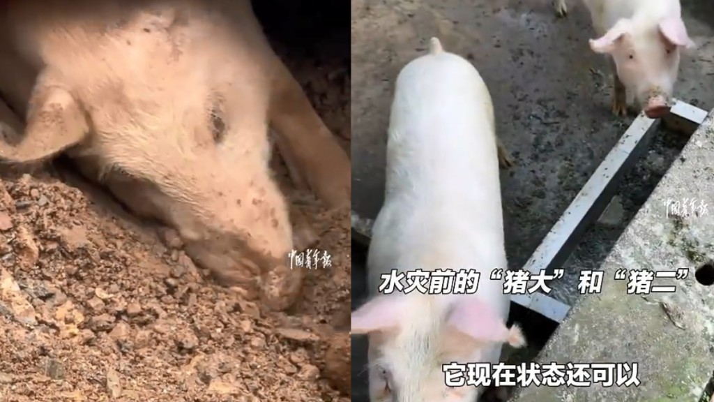 「豬大」遭泥石流掩埋長達36天後被成功救出。