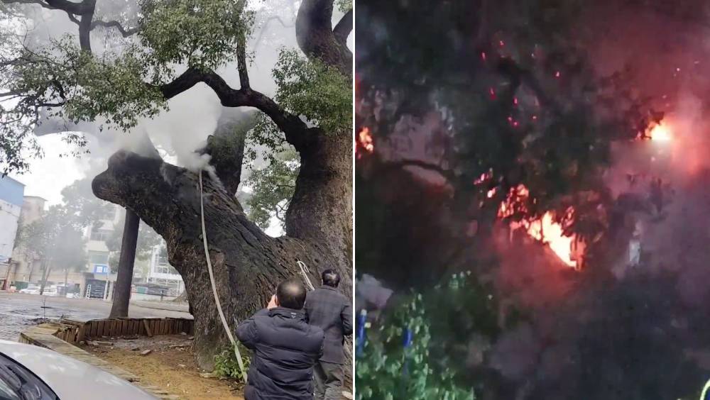 湖南兩百厭星亂掟炮仗，1200年古樹被燒近7小時倖存。