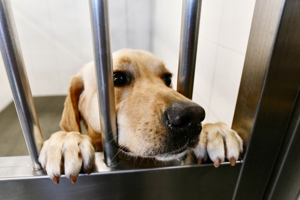 犬舍更獲漁護署批准於禁區設立專屬隔離犬舍，是香港少數由非政府機構管理的認可檢疫設施。