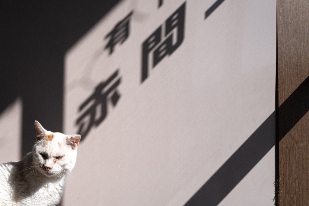 赤間徹立志餘生照顧災區被遺棄寵物。法新社