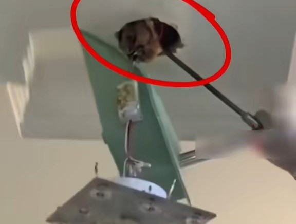 前业主疑卖亏报复藏死鸡,屋内尸臭弥漫渗血水。大河报 前业主疑卖亏报复藏死鸡,屋内尸臭弥漫渗血水。大河报