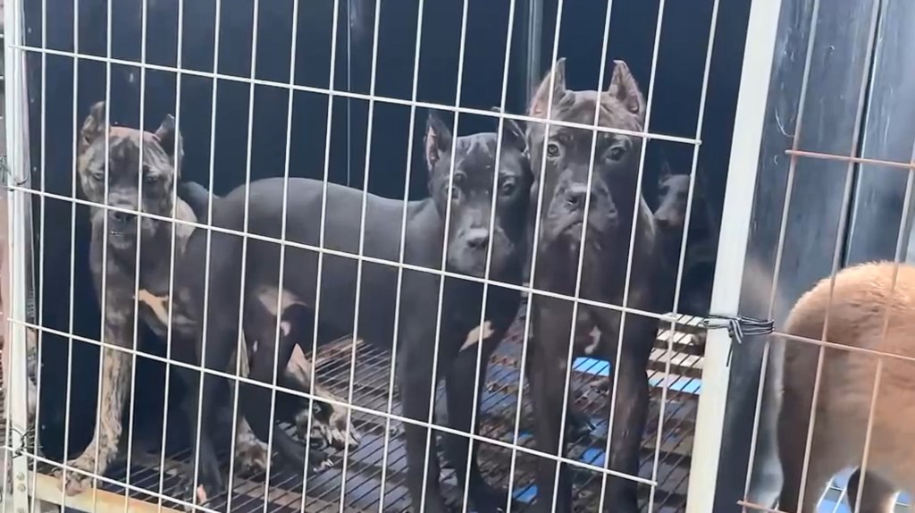 賣家向記者介紹卡斯羅犬,屬深圳禁養的烈性犬之一。 賣家向記者介紹卡斯羅犬,屬深圳禁養的烈性犬之一。