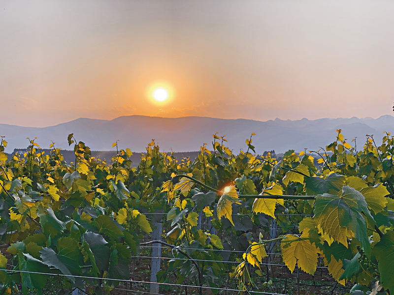●彌勒市內有許多葡萄園。