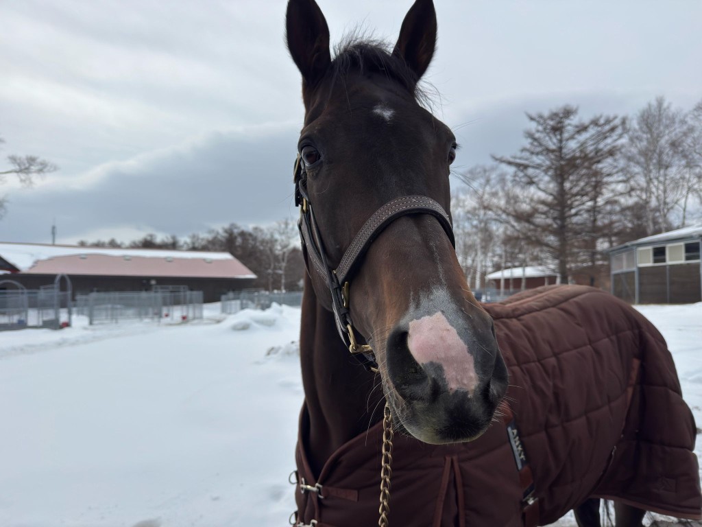 前三屆香港馬王「金鎗六十」目前在日本北海道著名的北方牧場頤養天年。