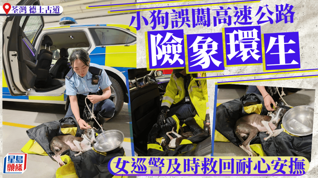 離家小狗誤闖荃灣快速公路險象環生 巡警及時救回耐心安撫