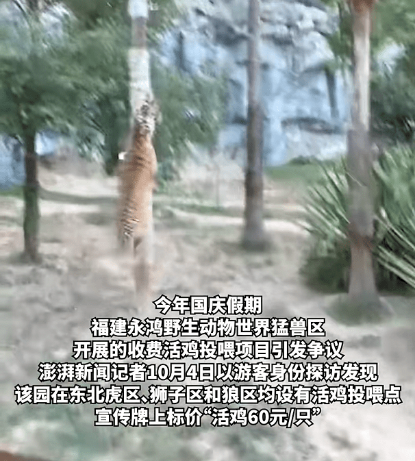 福建动物园活鸡喂猛兽被指血腥，网民斥如同“娱乐玩具”。《澎湃新闻》