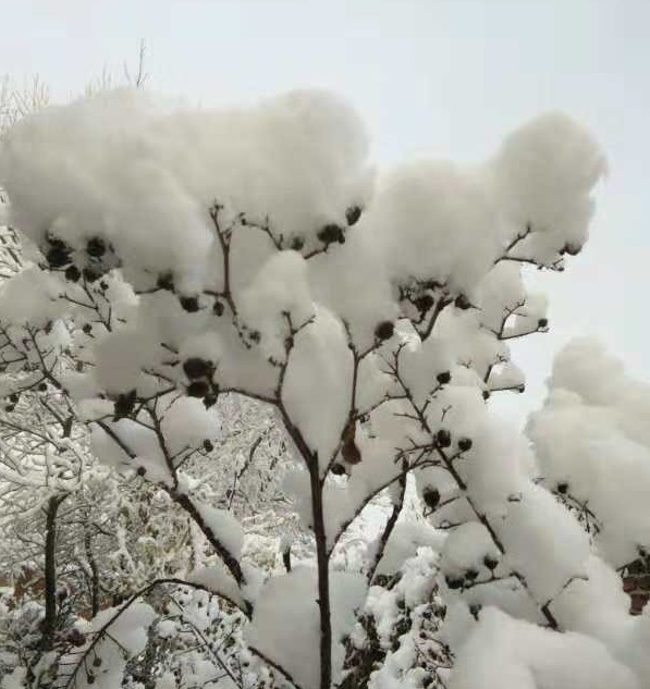 華北地區初雪。網上圖片