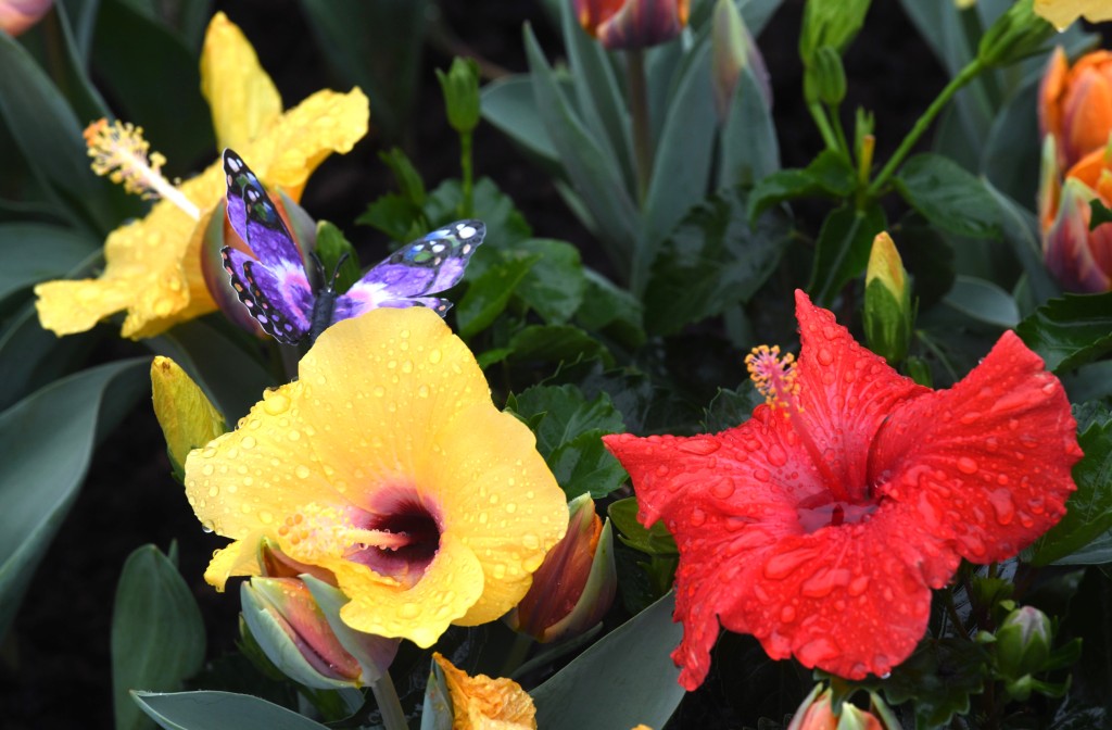 花展期間維園勢必變成色彩斑斕的花花世界。