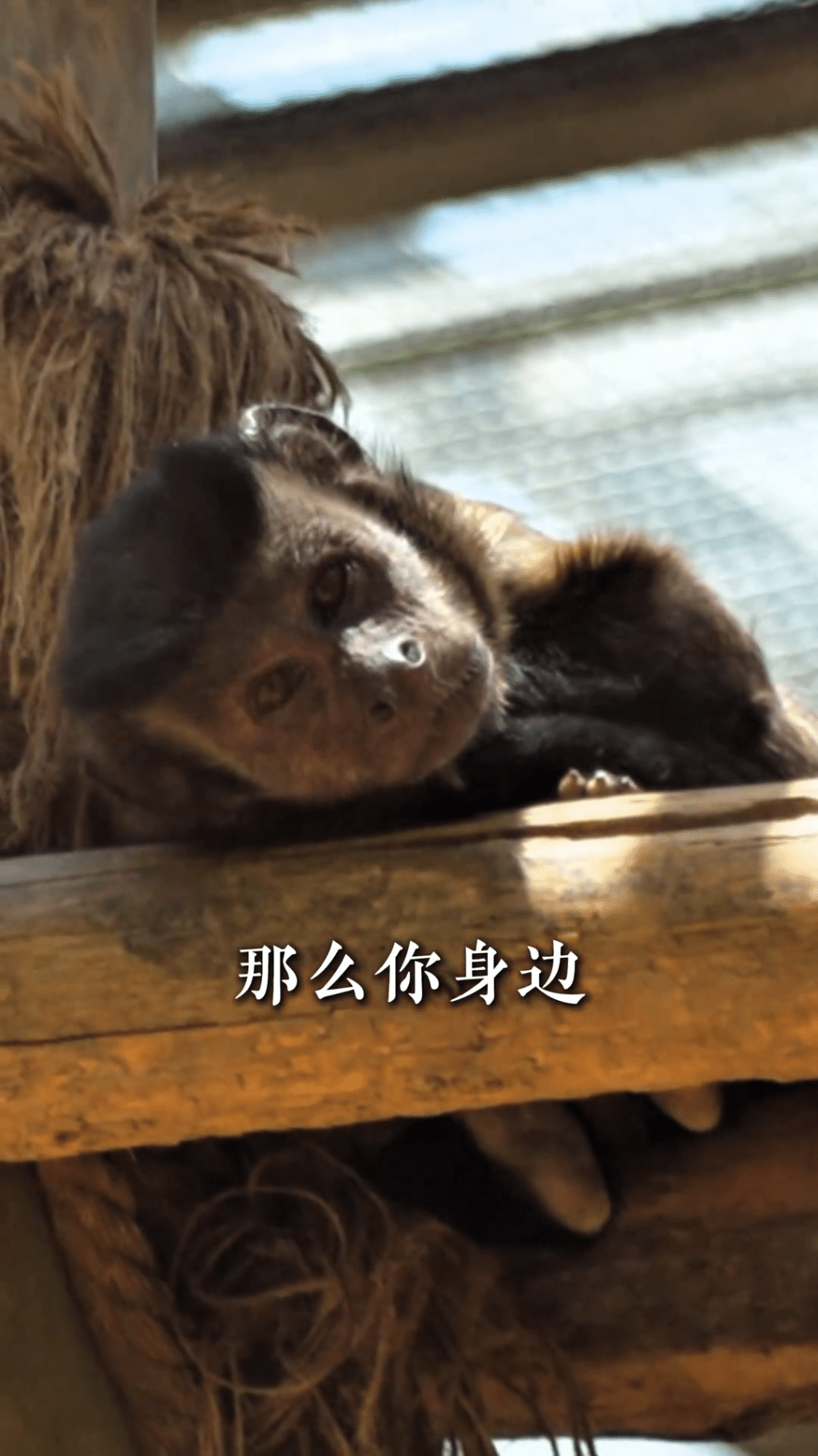 石家庄动物园“国字脸”网红萌猴正式定名“石英俊”。