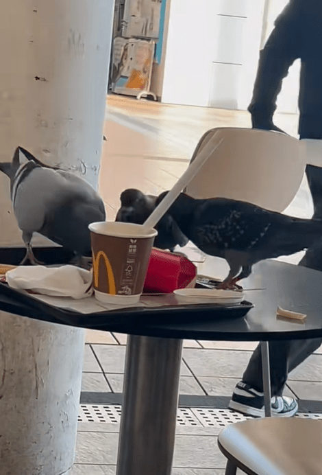 不時有網民見到九龍公園野鴿群搶吃薯條。小紅書圖片