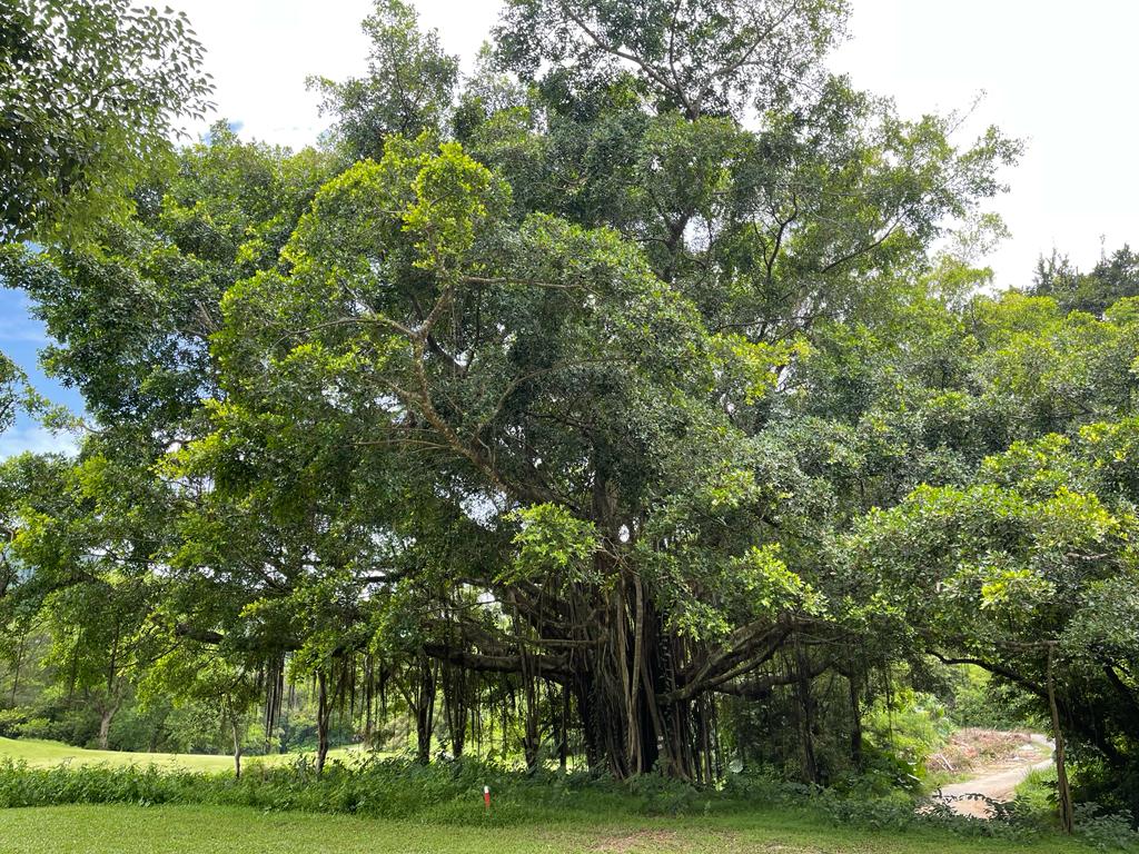 高球場內有80棵被符合大樹及珍貴或稀有樹木品種的樹木屬潛在古樹名木。