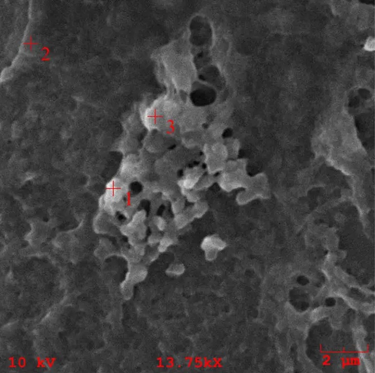 微塑膠可能透過食物進入人體。網圖 微塑膠可能透過食物進入人體。網圖