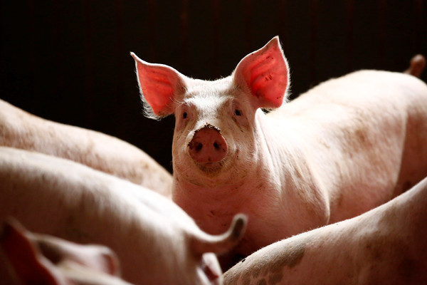 据指缺乏饲料而死亡的猪只上百万只。