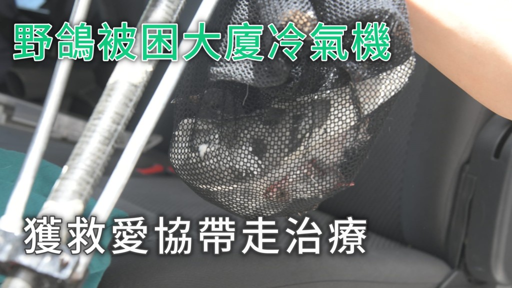 野鴿被困大廈外牆冷氣機位。 梁國峰攝