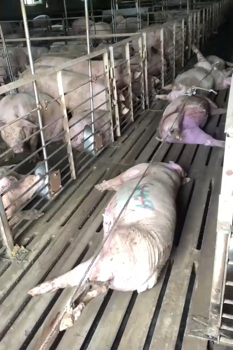 养猪场负责人刘女士称猪已养了150天，原本马上就要出栏。