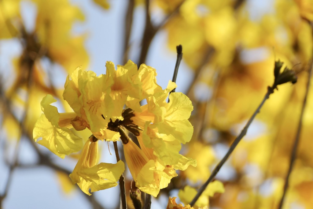 黃花風鈴木花瓣花緣呈現皺摺狀，就如風鈴形狀。