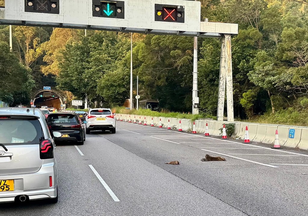 兩隻猴子疑遭汽車撞傷。fb： 車cam L（香港群組）