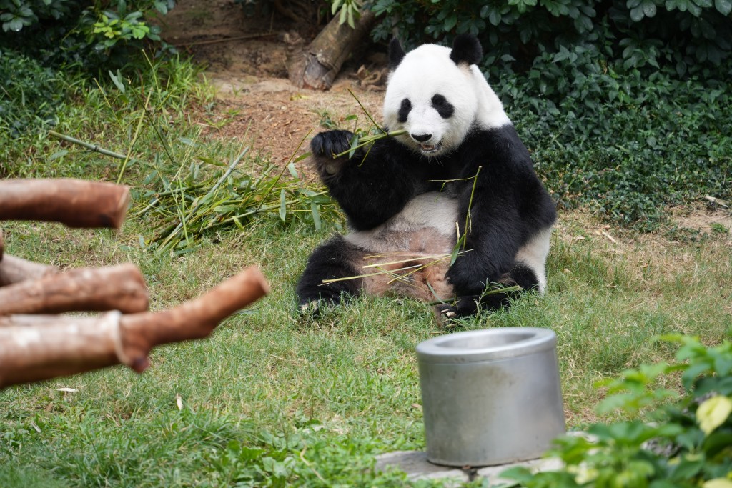 政府發言人指，會立刻展開籌備，確保香港海洋公園做好照顧大熊貓的各項工作（圖為盈盈、樂樂）。吳艷玲攝