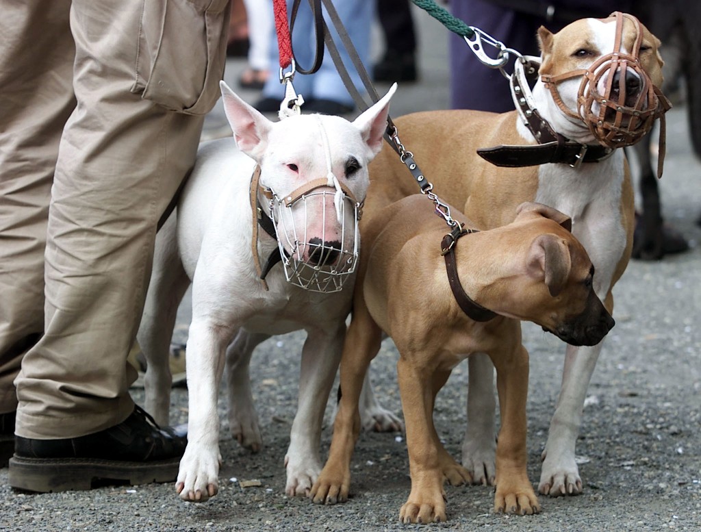 烈犬失控咬死路人。路透社示意圖